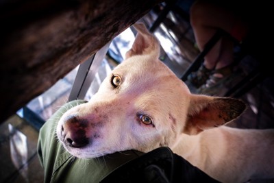 テーブルの下で飼い主の足にあご乗せして目を合わせてくる大型犬