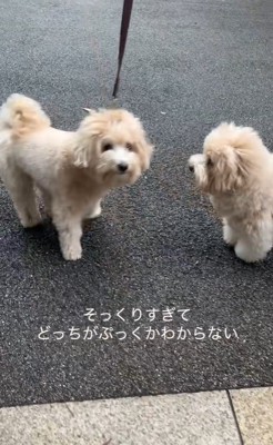 そっくりなワンコ2匹2