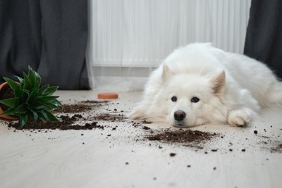 観葉植物をいたずらした犬