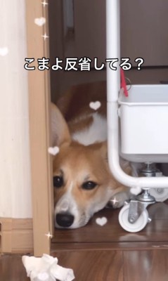 イタズラを反省するこまよちゃん3