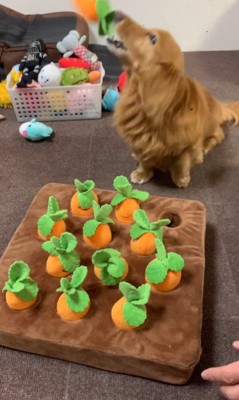 ララちゃんの人参収穫2