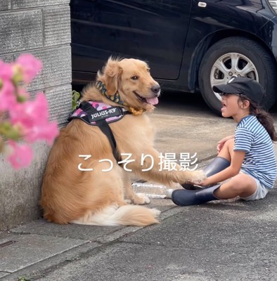 視線を寄越す大型犬