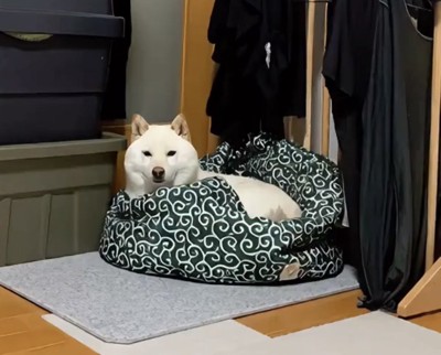 ベッドにすっぽりおさまってこちらを見る犬