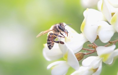 白い花に止まる蜂