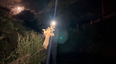 抱き上げられる犬