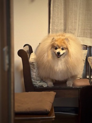 ポメラニアン