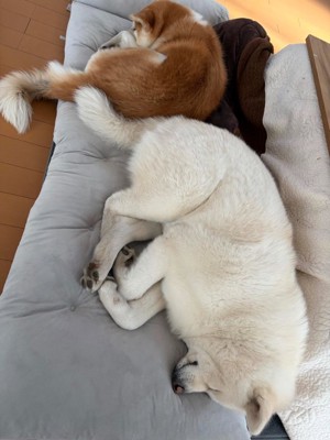 眠る秋田犬たち