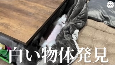 声をかけながら犬に近寄る飼い主