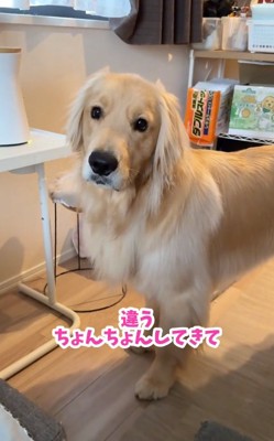 もう1回お願いする飼い主さん