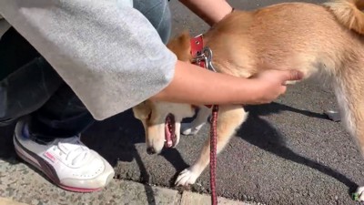 女性ひざにスリスリする犬