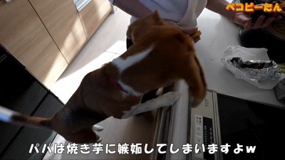 パパが出張から帰ってきた時のペコちゃん6