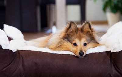 ベッドからこちらを見つめる犬