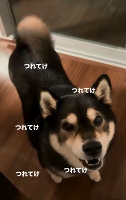 圧がスゴイももちゃん