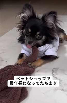 タオルを齧るちまきちゃん