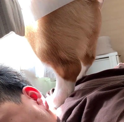 犬に踏まれながら寝続ける男性