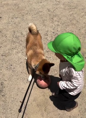 ボールで遊ぶ犬と幼児