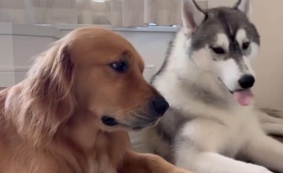 横目でハスキー犬を見るゴールデンレトリバー