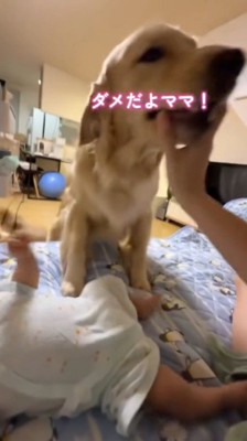 ベッドに乗って飼い主に顔を近づける犬