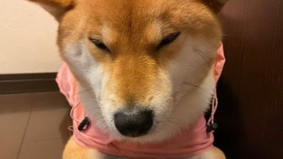 お目目がしょぼしょぼ…