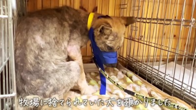 保護当時のチャーリーちゃん