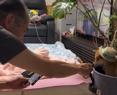 犬の鼻に手を差し出す人