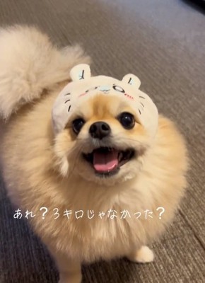 カメラ目線のつくねくん