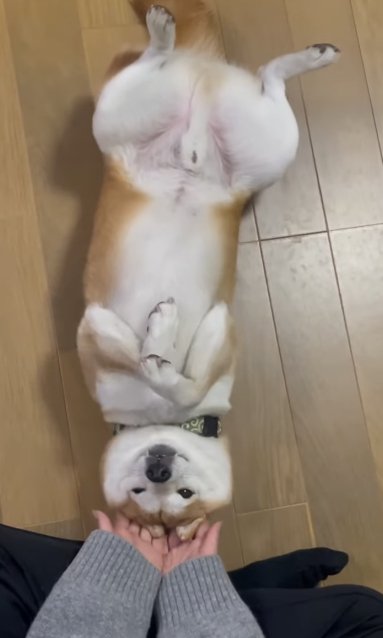 フローリングでへそてんしながら撫でられる柴犬