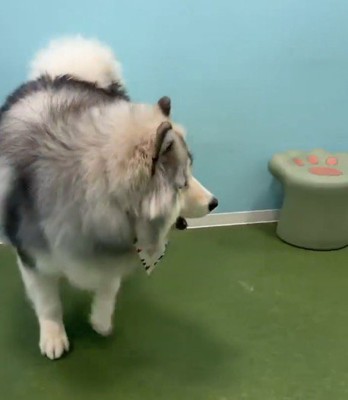 チャウチャウが落としたおやつを食べるアラスカン・マラミュート
