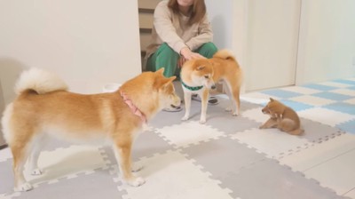 子犬を見つめるピンクの首輪をした犬と、緑の首輪をした犬