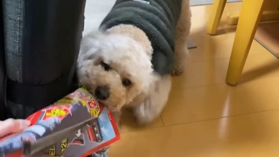 雑誌をかじる犬