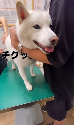 注射を打った時のだい吉くん5