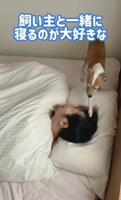 パパが大好きなことぶきちゃん