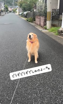 置いて行かれても平気な大型犬