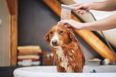 お風呂に入っている犬
