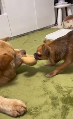 引っ張りっこする2匹
