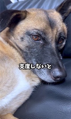 動物病院でビビりまくるアキちゃん