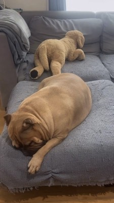爆睡中で起きない犬