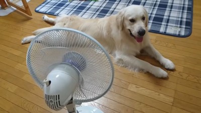 扇風機の前を独り占めするギンちゃん6