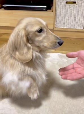 右足をあげる犬