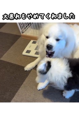 女の子が近づくと喧嘩を止めるシュシュちゃん8