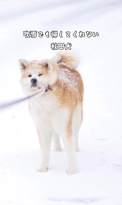 お散歩中に帰宅拒否!