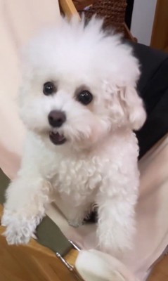 飼い主さんが起きたときのおこめちゃん