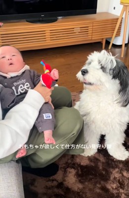 おもちゃが欲しいわんこ