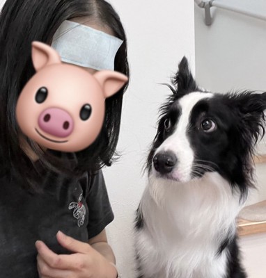 ボーダーコリー