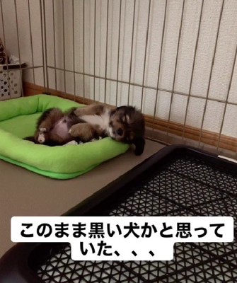 黒茶のまだら模様が可愛い