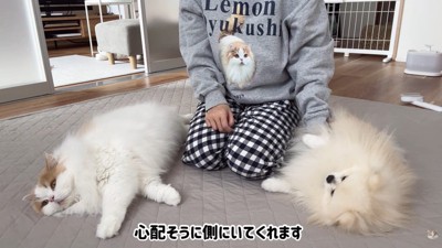 飼い主さんのそばを離れない2匹