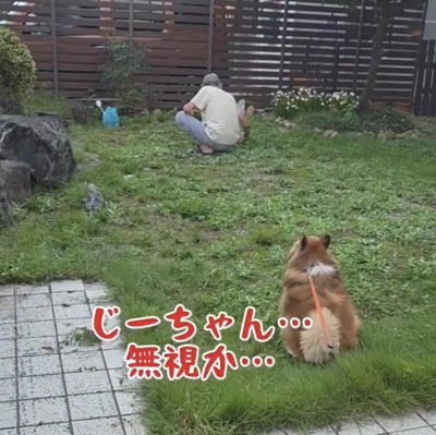 人の背中を見つめて座る犬