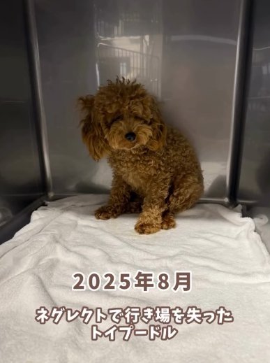 ケージの隅で震えるボサボサのトイプードルのパピー