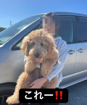 抱っこされる犬1