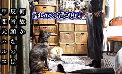 反省しているような表情で座る犬と、体を掻く犬